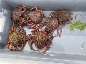 European Spider Crab