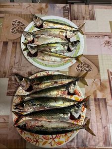 Mackerel