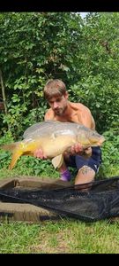 Mirror Carp