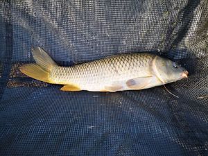 Common Carp