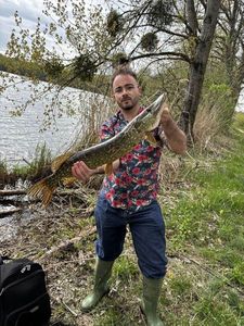 Northern Pike