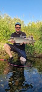 Barbel