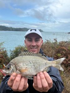 Black Seabream