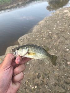 Largemouth Bass