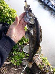 Zander