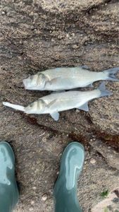 European Bass (Seabass)