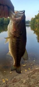 Largemouth Bass