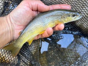 Brown Trout