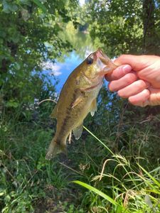 Largemouth Bass