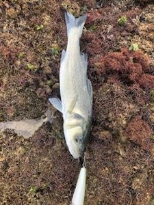 European Bass (Seabass)