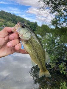 Largemouth Bass
