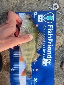 European Perch