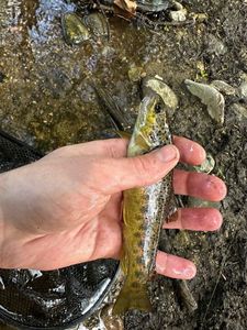 Brown Trout