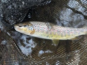 Brown Trout