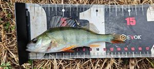 European Perch