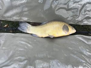 Tench