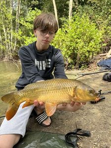 Common Carp