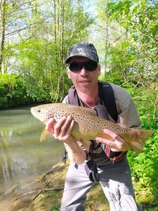Brown Trout