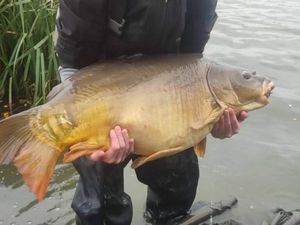 Mirror Carp
