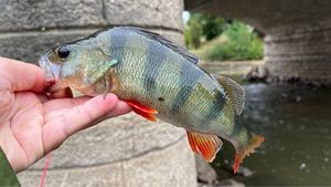 European Perch