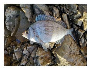 Common Two-banded Seabream