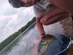 Largemouth Bass