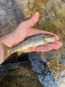 Brown Trout
