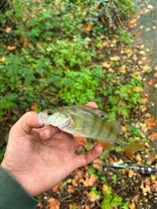European Perch