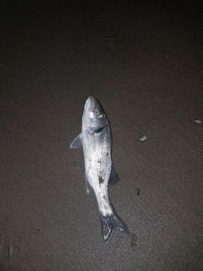 European Bass (Seabass)