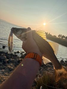 European Bass (Seabass)