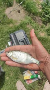 Roach