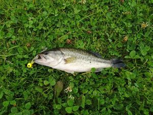 Smallmouth Bass