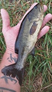 Largemouth Bass