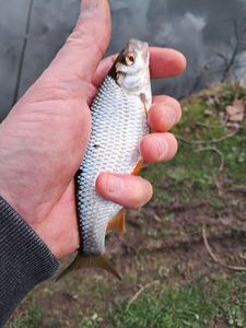 Roach
