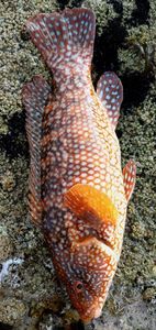Ballan Wrasse