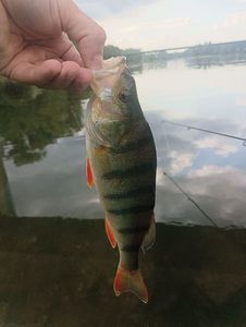 European Perch