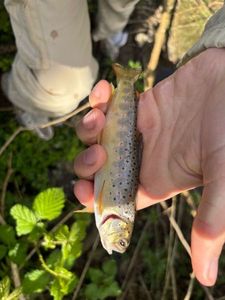 Brown Trout