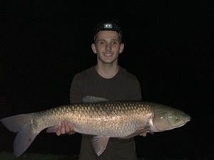 Grass Carp