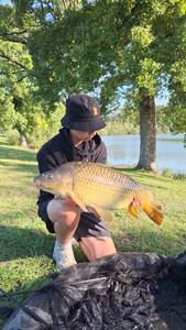 Common Carp