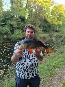 European Perch