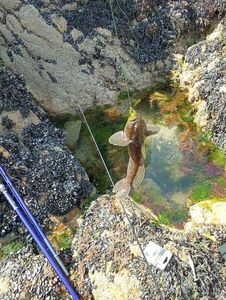 Giant Goby