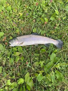 Brown Trout
