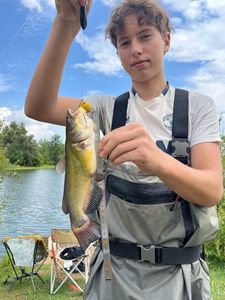 Black Bullhead