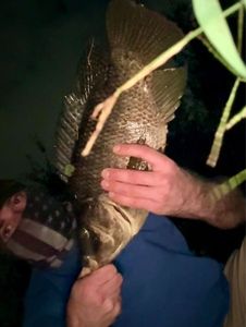 Nile Tilapia