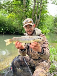 Brown Trout