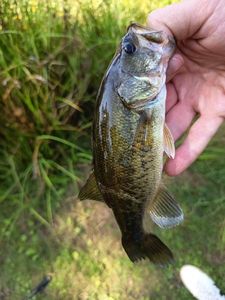 Largemouth Bass