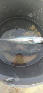 Mackerel