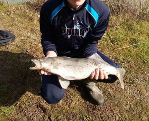 Zander