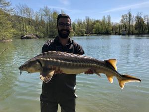 Sturgeon