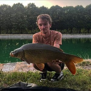 Common Carp